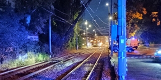 Powalone drzewo wstrzymało ruch tramwajów w Poznaniu