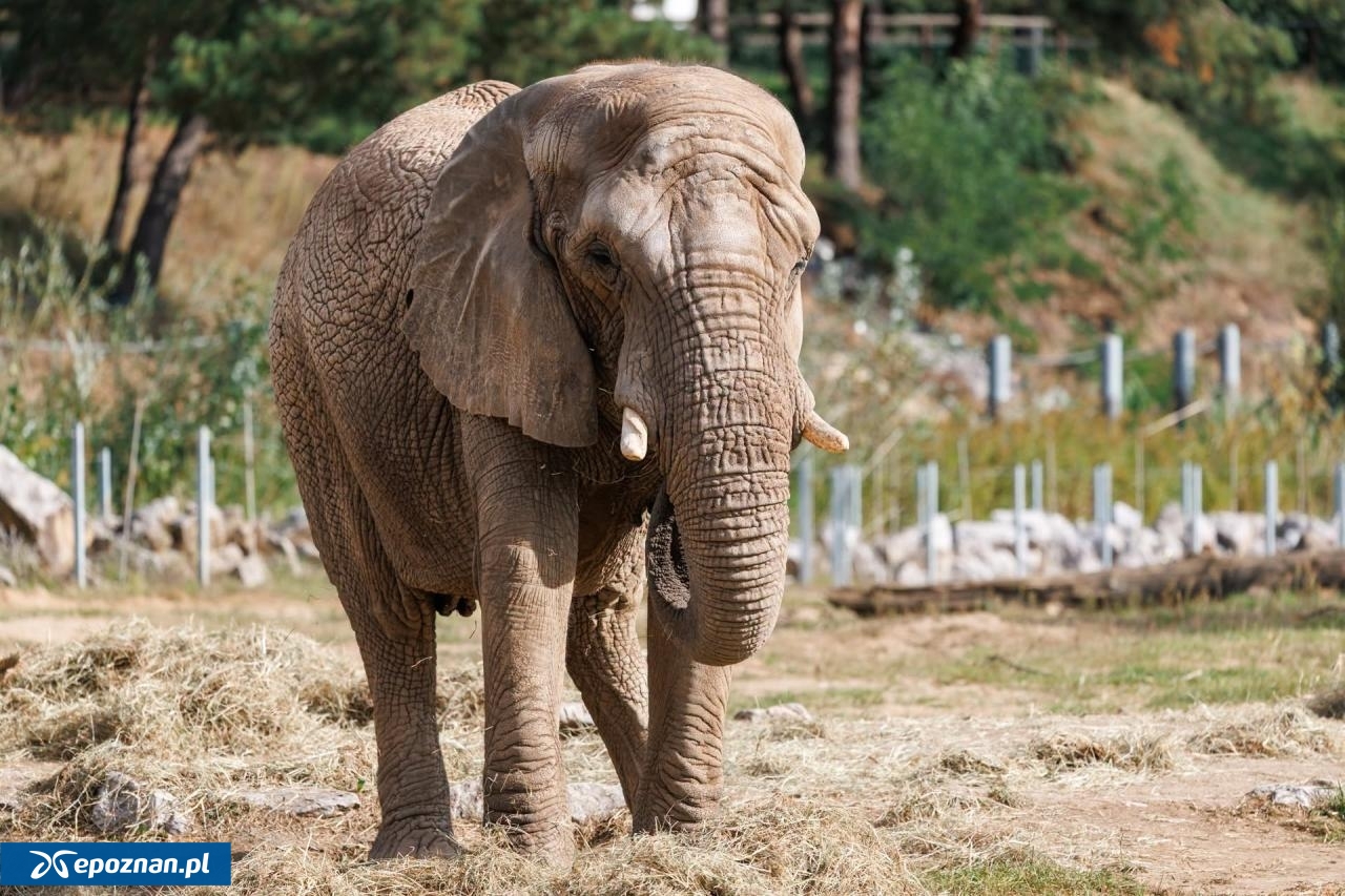 fot. ZOO Poznań Official / Facebook