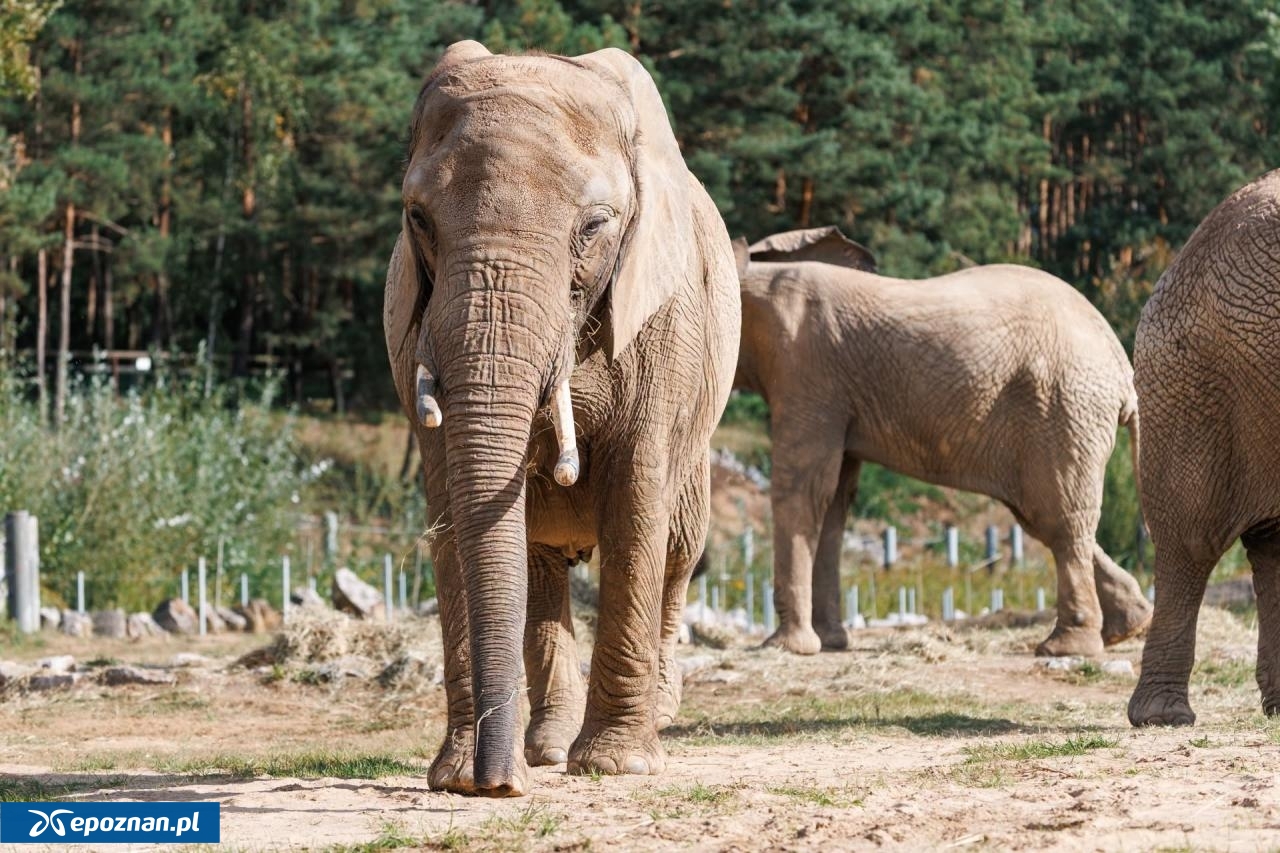 fot. ZOO Poznań Official / Facebook