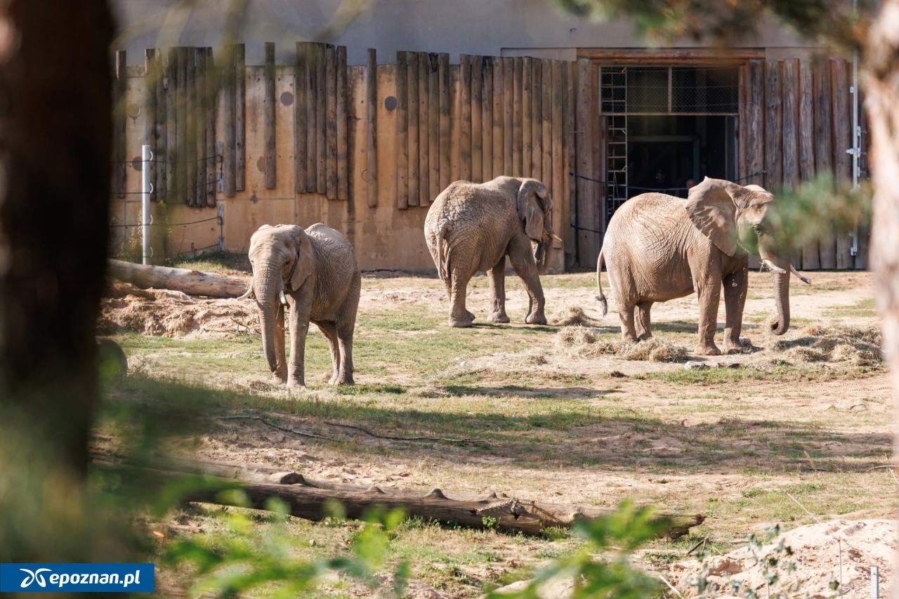 fot. ZOO Poznań Official / Facebook
