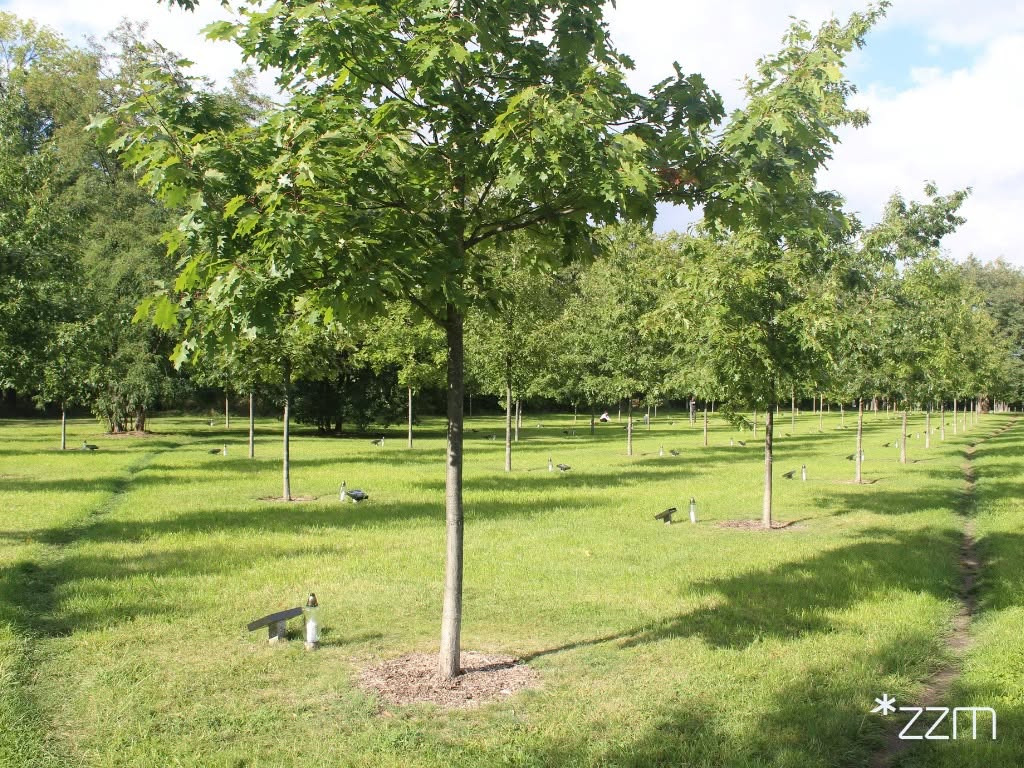 W wyjątkowym miejscu Poznania odsłonięto 116 tablic. Mają wygrawerowane kody QR