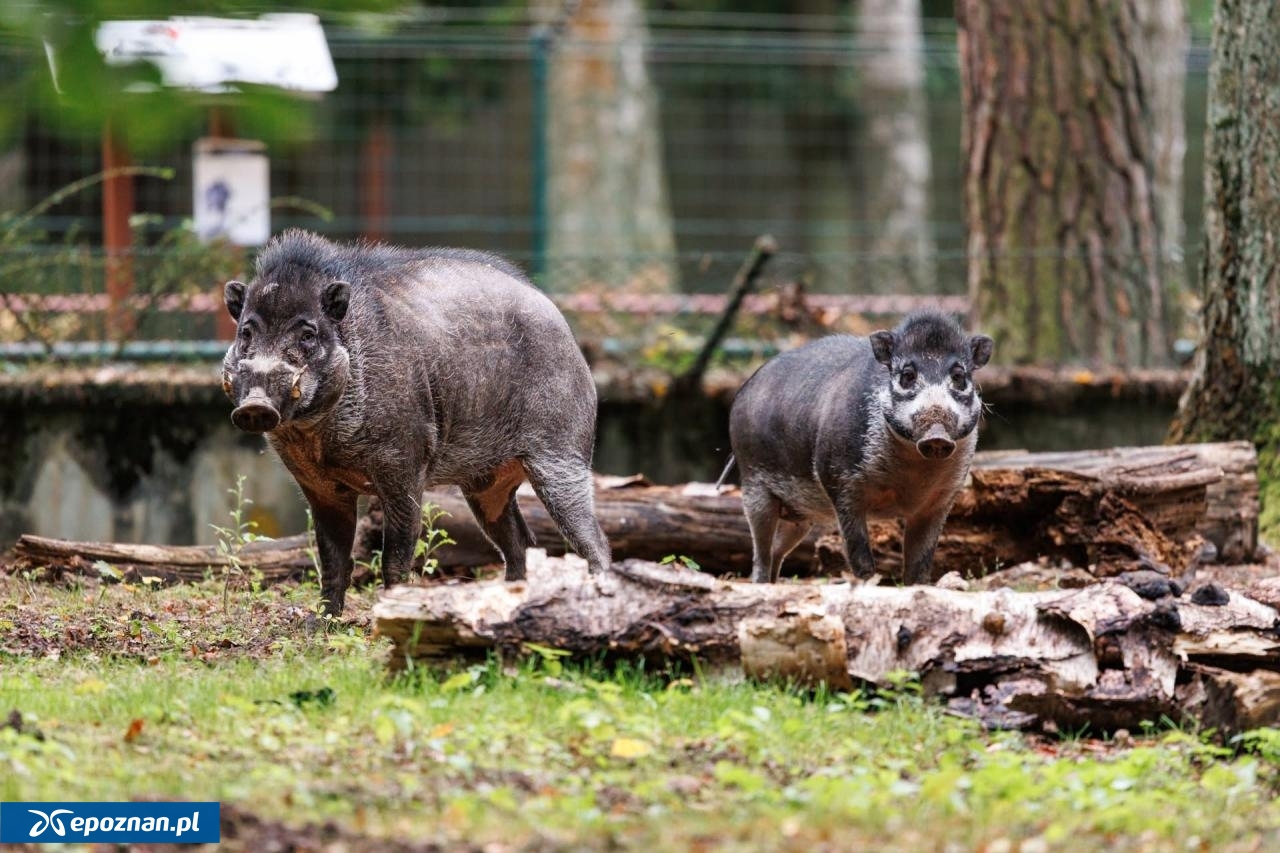 fot. Łukasz B. / ZOO Poznań Official / Facebook