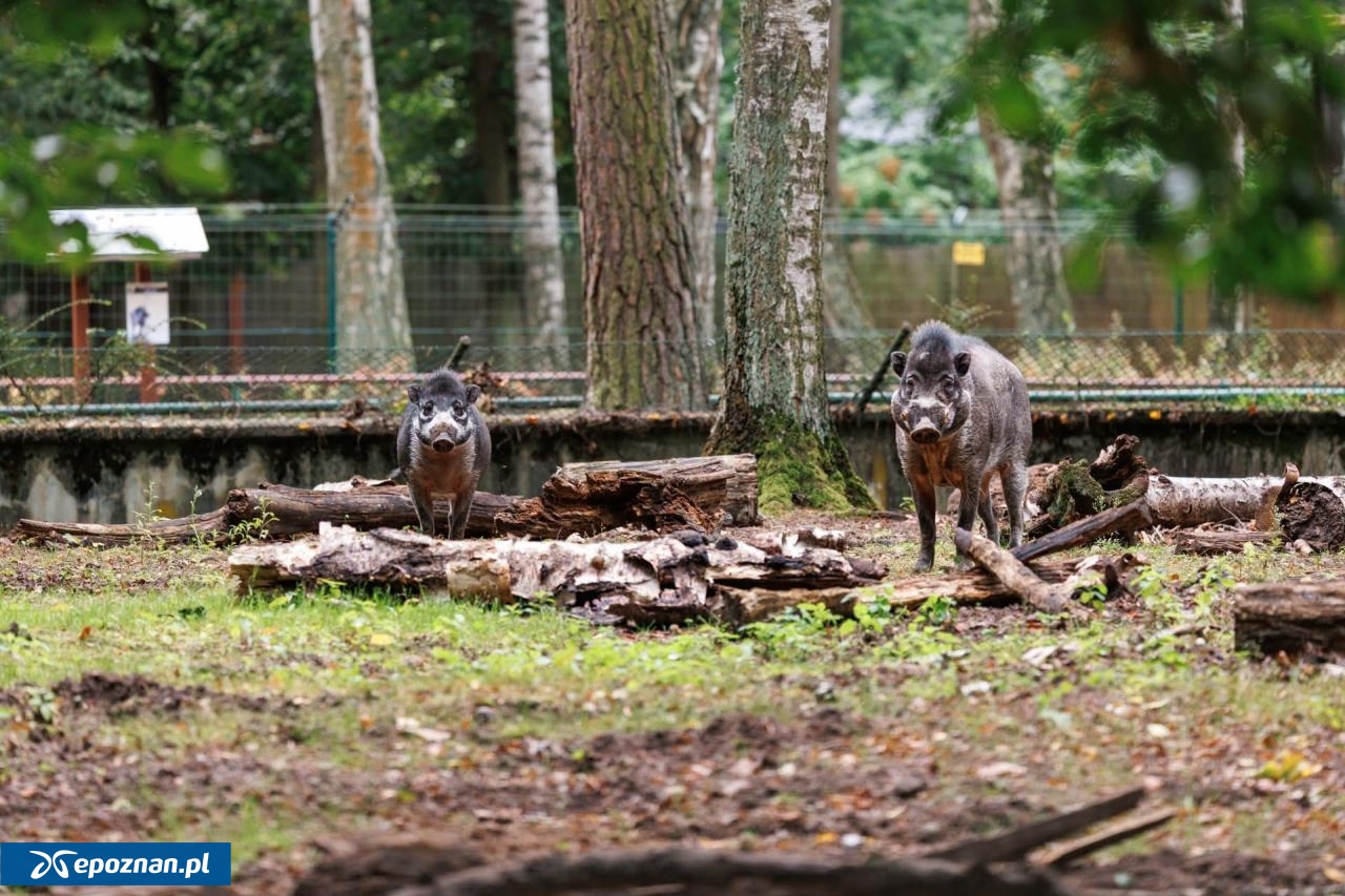 fot. Łukasz B. / ZOO Poznań Official / Facebook