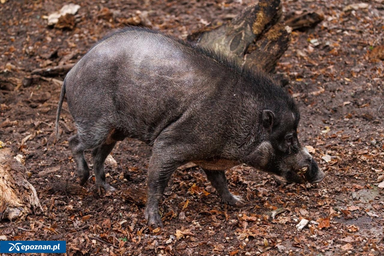 fot. Łukasz B. / ZOO Poznań Official / Facebook