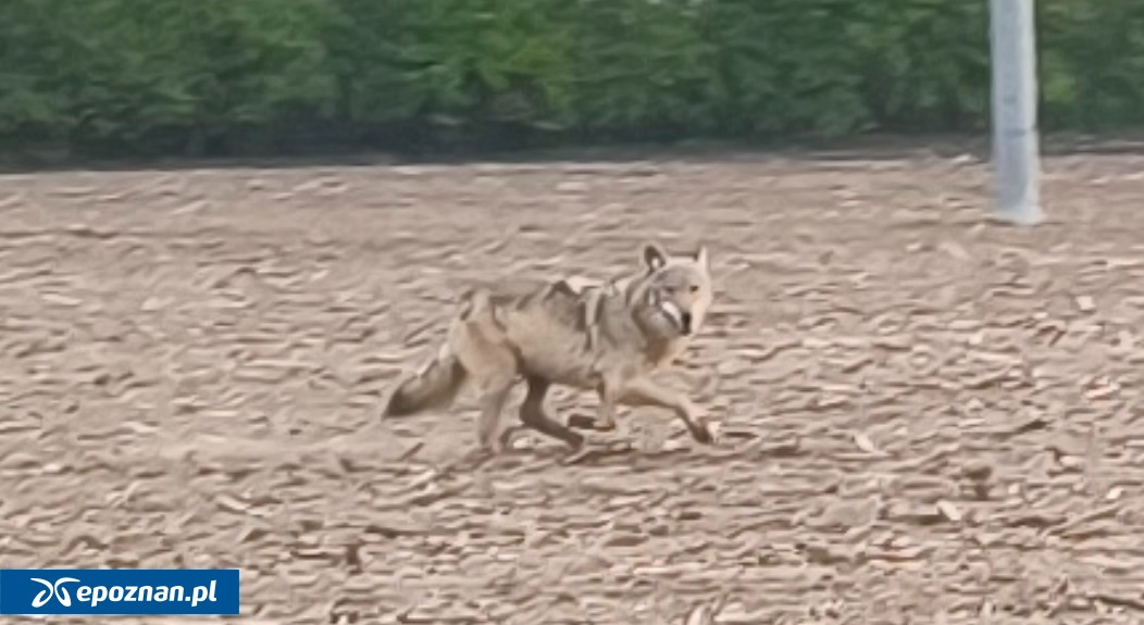 Wilki widziane niedaleko Poznania. Gmina apeluje do mieszkańców!