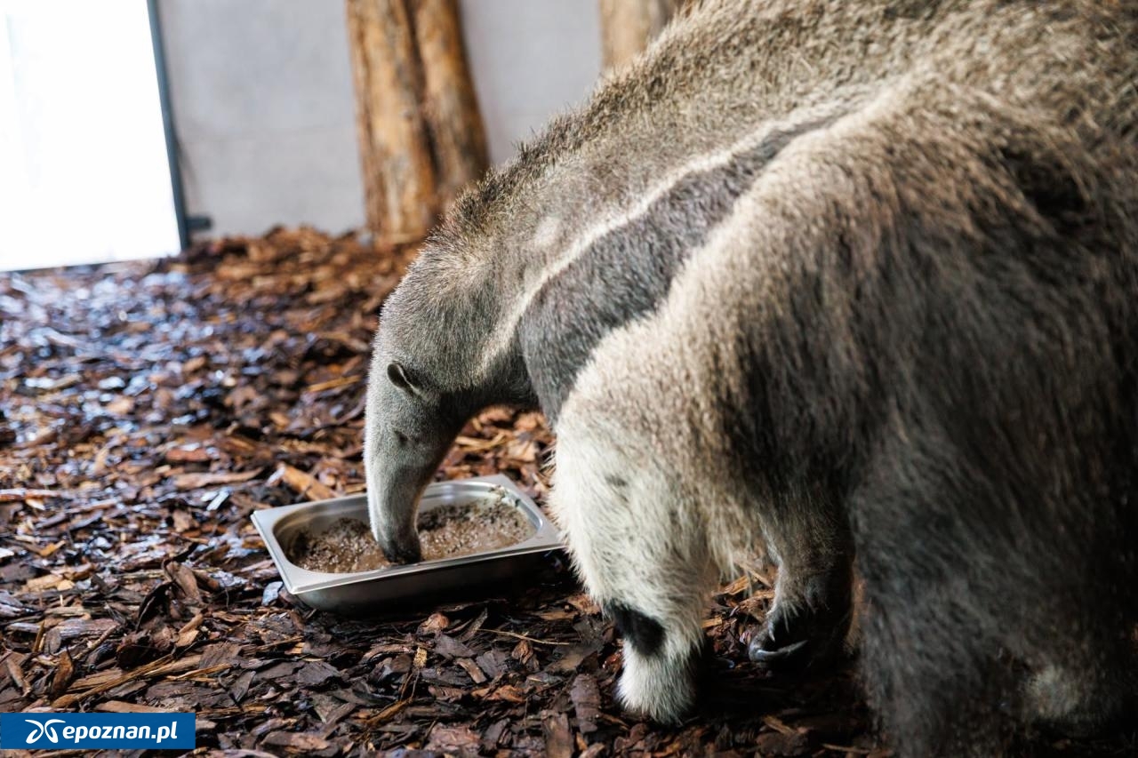 fot. Łukasz B. / ZOO Poznań Official / Facebook