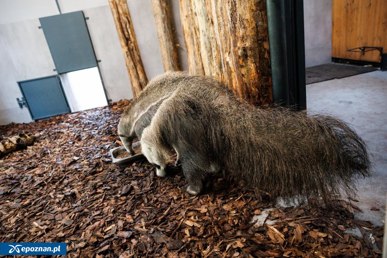 fot. Łukasz B. / ZOO Poznań Official / Facebook