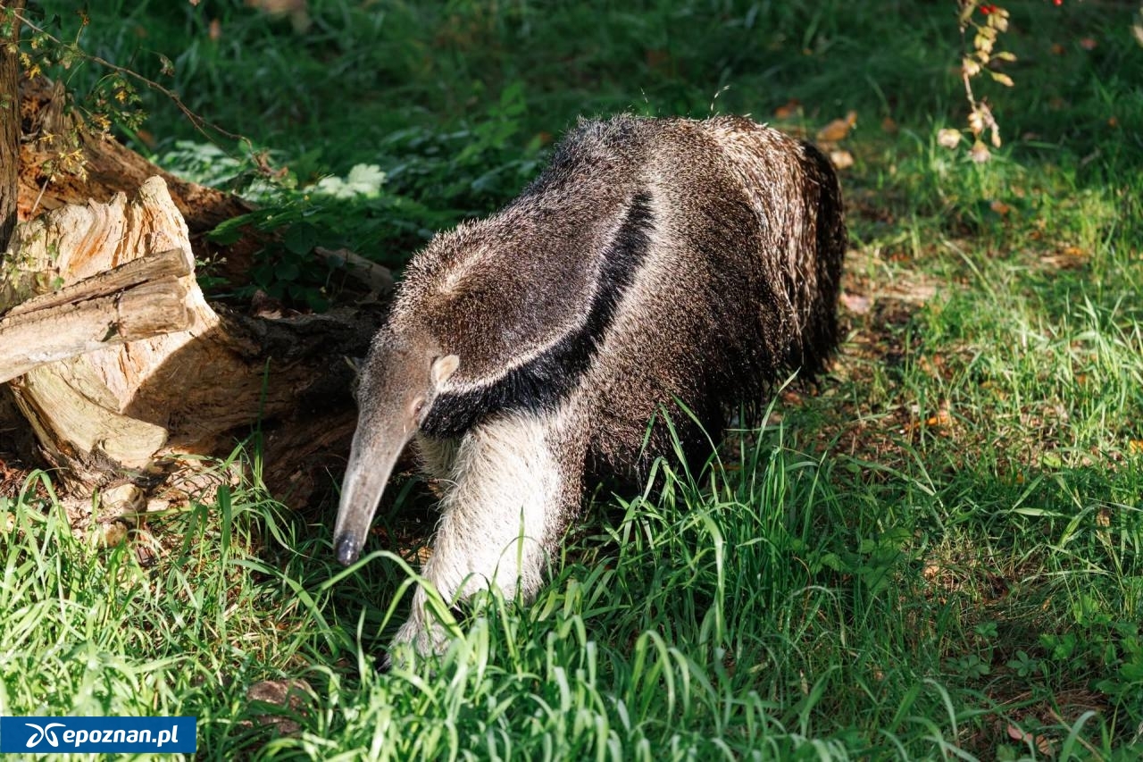 fot. Łukasz B. / ZOO Poznań Official / Facebook