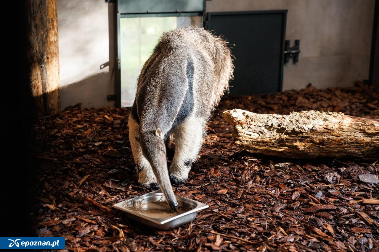 fot. Łukasz B. / ZOO Poznań Official / Facebook