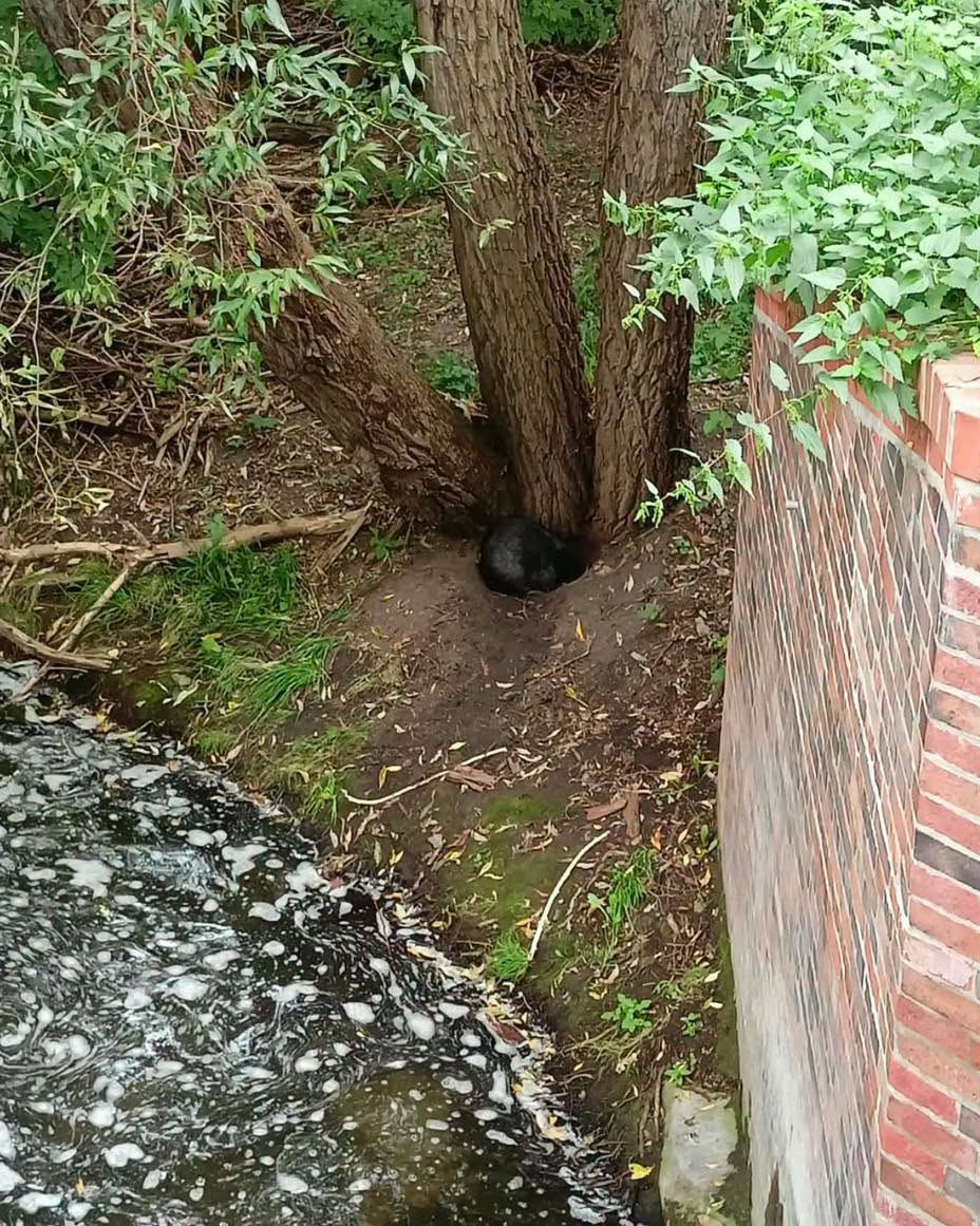Taki widok na brzegu zbiornika w Poznaniu. "Nie reagował na bodźce, nie próbował uciekać"