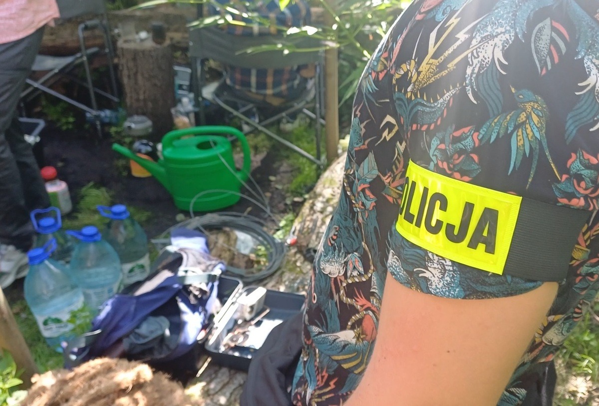 Prowadzili uprawę konopi w lesie pod Poznaniem. Zatrzymano dwie osoby