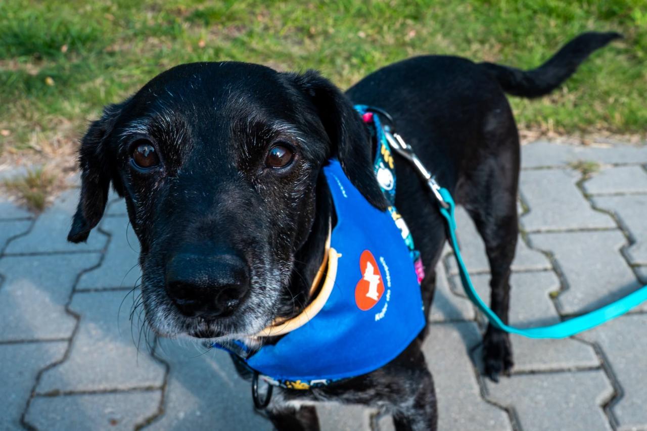 Sobotni marsz będzie okazją do poznania psów, które czekają na adopcję. "Może któryś z nich trafi do nowego domu?"