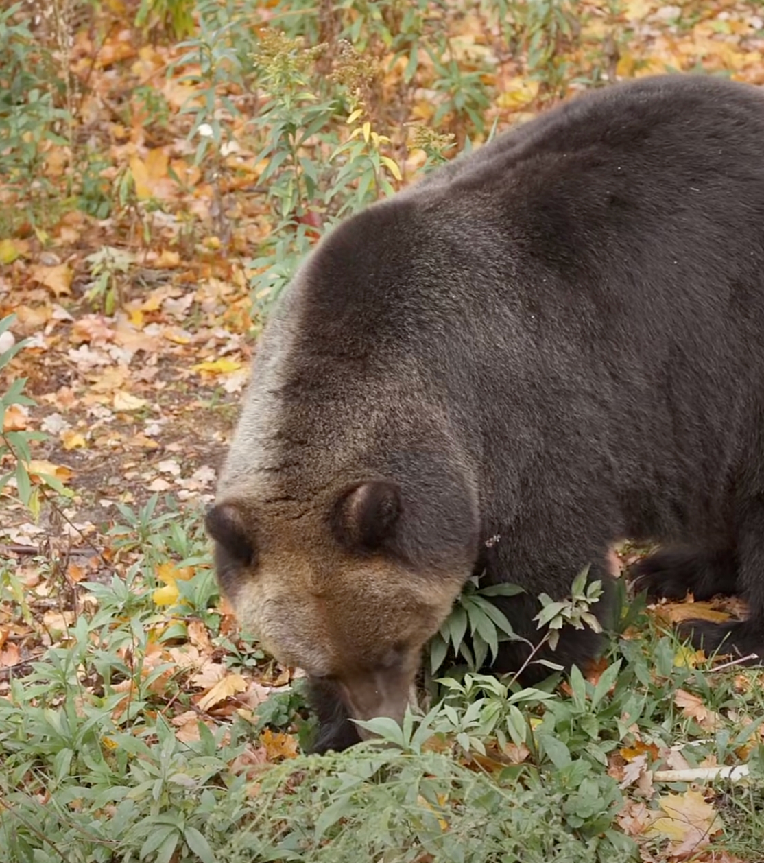 ZOO zbiera orzechy dla niedźwiedzi. Muszą "zrobić masę" przed zimowym snem