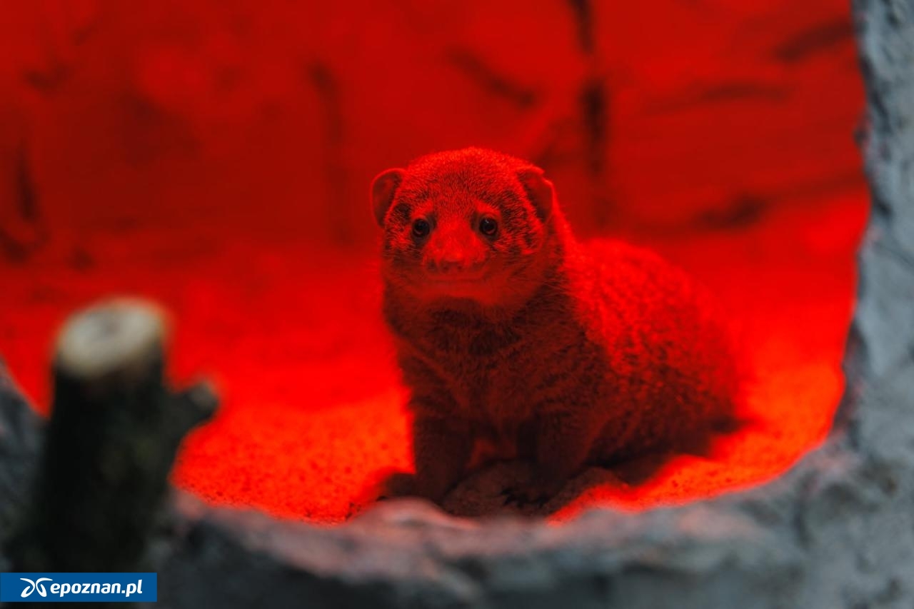 fot. ZOO Poznań Official / Facebook