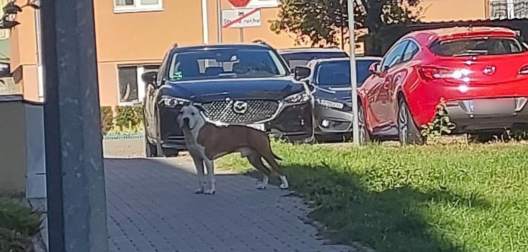 Ktoś wyrzucił psa z trzeciego piętra? Interwencja policji na Dębcu