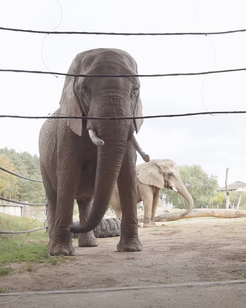 Jedna ze słonic z poznańskiego ZOO buja głową na boki. "Przeszłość odcisnęła na niej mocne piętno"