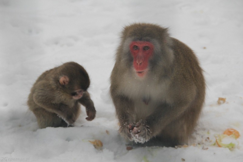 Makak japoński Pris | fot. Nowe ZOO