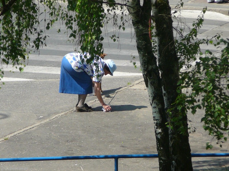 Widok osoby sprzątającej po swoim pupilu to wciąż w Poznaniu rzadkość | fot. archiwum