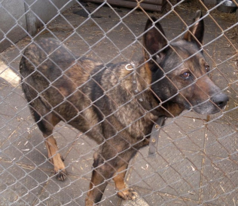 Szary | fot. Facebook