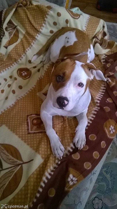 Zosia