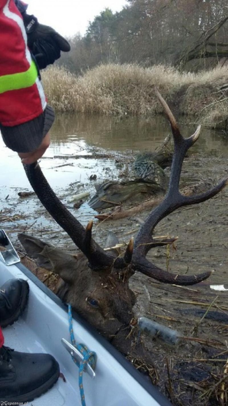 Jeleń odnaleziony podczas poszukiwań na Warcie | fot. Grupa Specjalna Płetwonurków RP