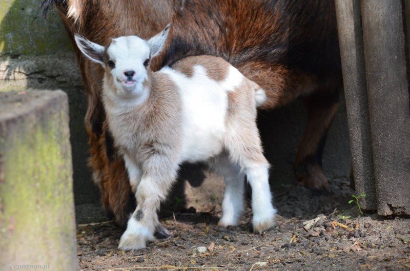 fot. ZOO Poznań