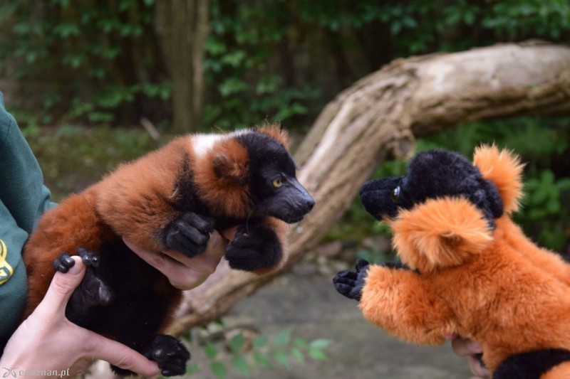 Leon dziś i maskotka - lemur wari | fot. ZOO Poznań