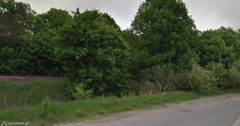 Drzewa wycinane są m.in. w okolicy ul. Żarnowieckiej | fot. Google Street View