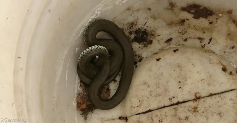 Wąż znaleziony w piwnicy | fot. OSP KSRG Lubasz