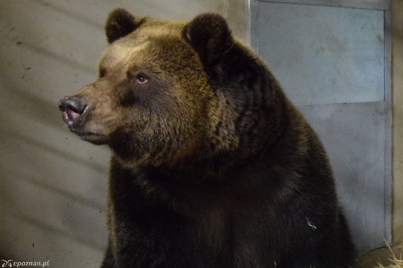 Wojtusia już w poznańskim ZOO | fot. ZOO Poznań