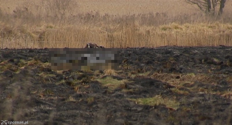 Zdjęcie archiwalne: w kwietniu 2016 roku w Kiekrzu w trakcie gaszenia pożaru trawy także znaleziono zwłoki człowieka