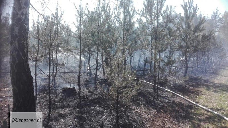 Pożar lasu w miejscowości Pecna | fot. OSP Pecna