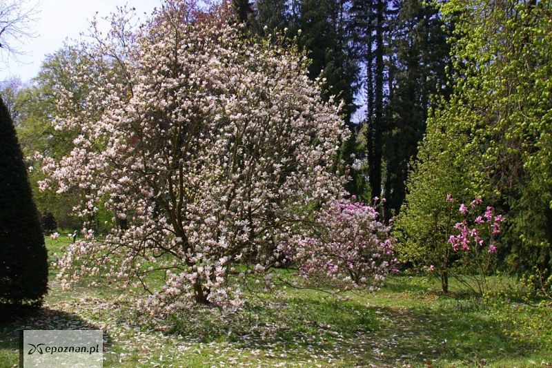 fot. Arboretum Kórnickie / Facebook