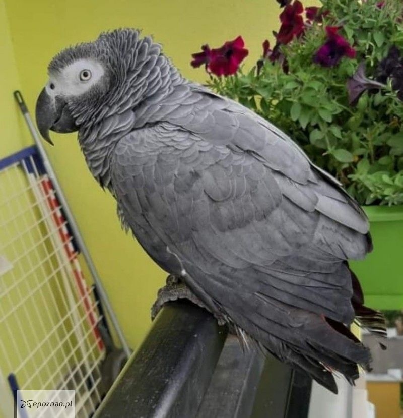 Papuga Żako znaleziona w Swarzędzu | fot. Papugi zaginione i znalezione FB