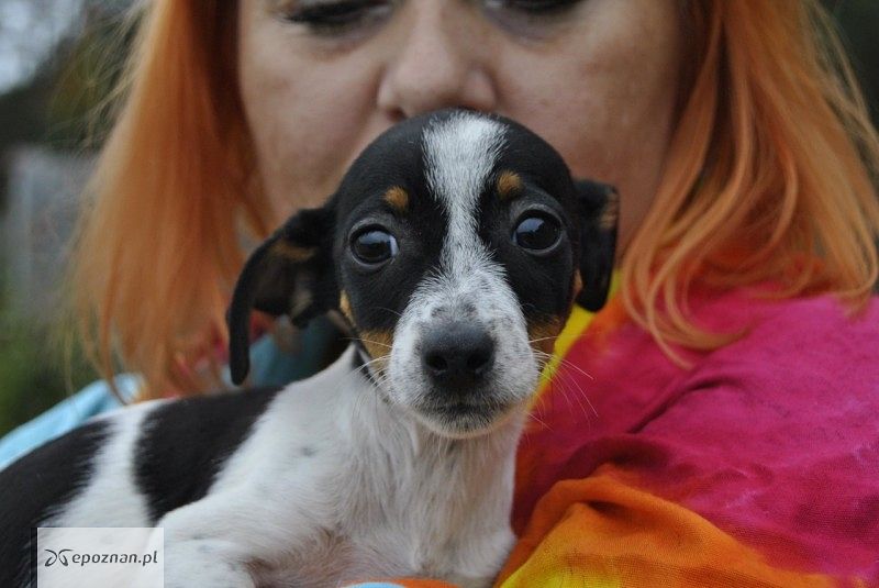 Psy czekają na adopcję | fot. Pilskie Schronisko dla Zwierząt / FB