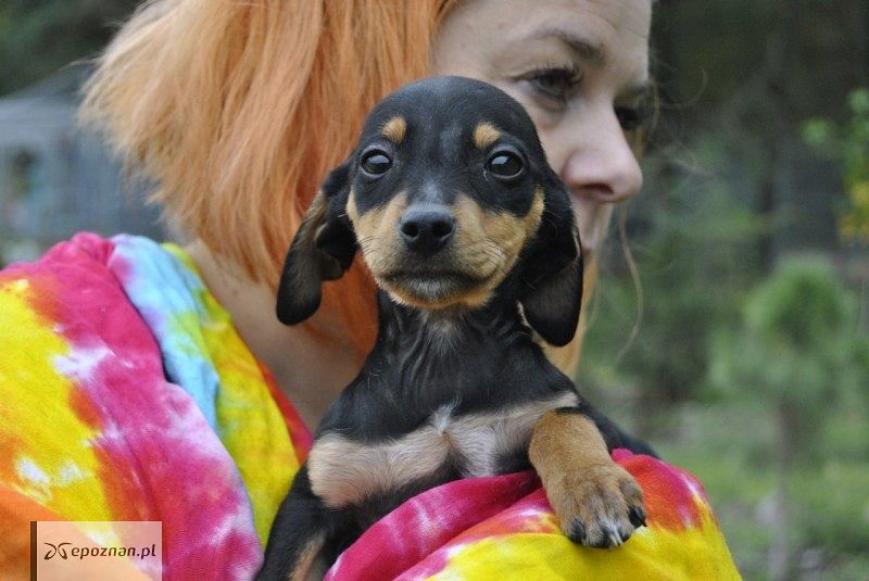 Psy czekają na adopcję | fot. Pilskie Schronisko dla Zwierząt / FB