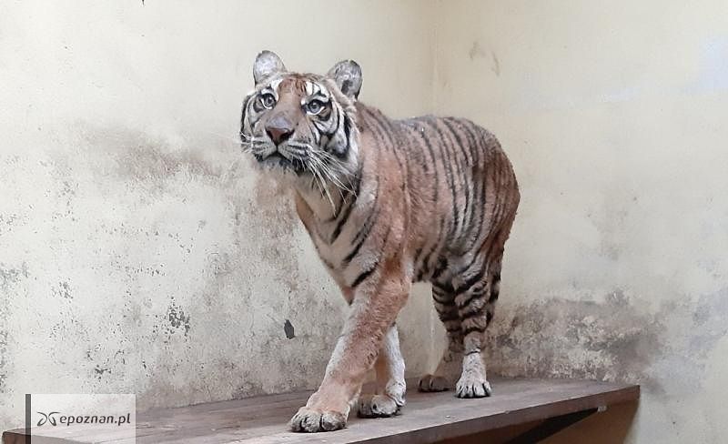 Softi, najsłabszy z przywiezionych tygrysów, co do którego pracownicy ZOO nie mieli pewności czy żyje | fot. ZOO Poznań