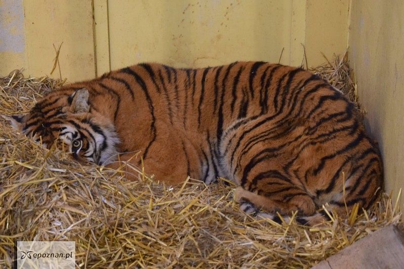 Softi - jeden z uratowanych tygrysów | fot. ZOO Poznań FB