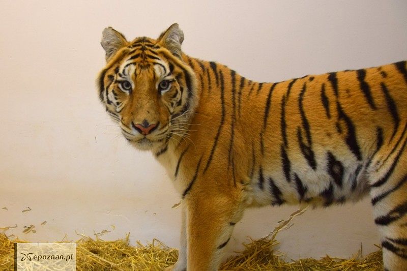 Merida - jeden z uratowanych tygrysów | fot. ZOO Poznań FB