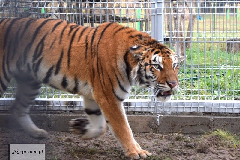 fot. ZOO Poznań Official FB