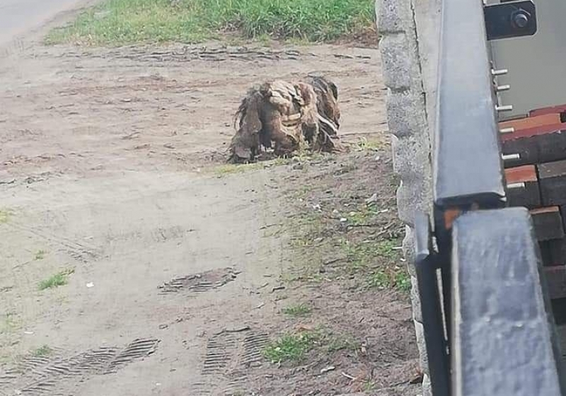 fot. Psy i koty z Gminy Rawicz - zaginione, znalezione, do adopcji. / FB