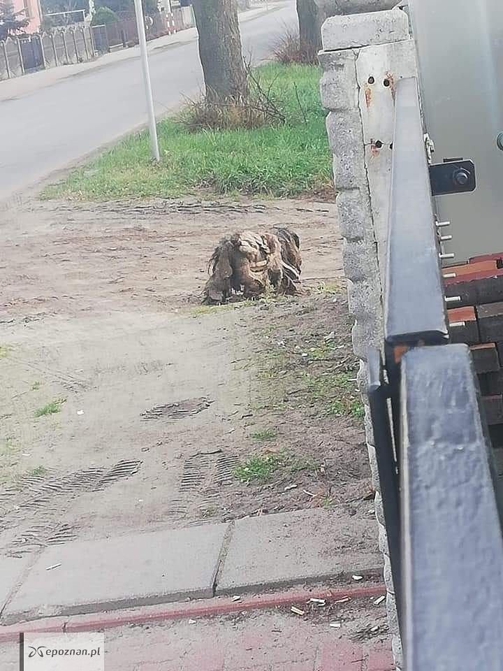 fot. Psy i koty z Gminy Rawicz - zaginione, znalezione, do adopcji. / FB