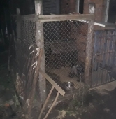 fot. Psy i koty z Gminy Rawicz - zaginione, znalezione, do adopcji. / FB