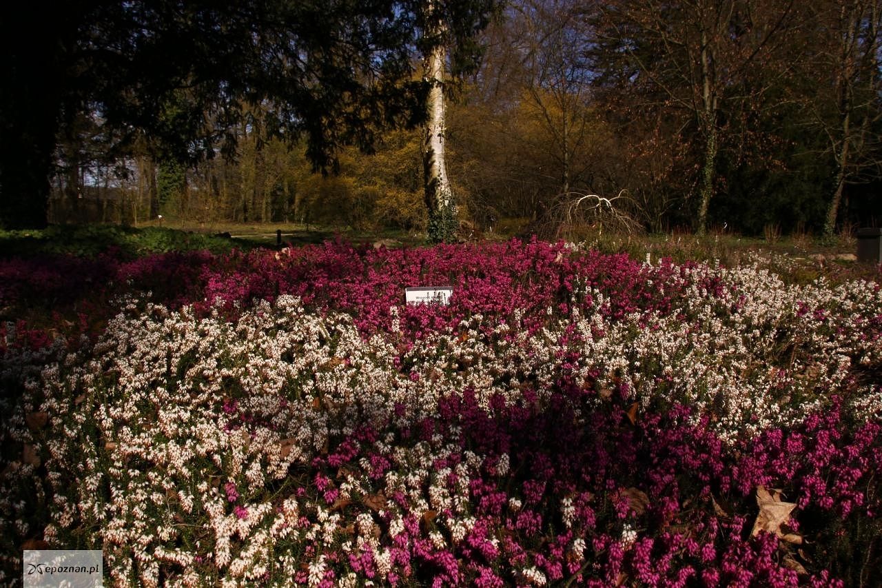 Oto wiosna w Arboretum Kórnickim | fot. Arboretum Kórnickie FB