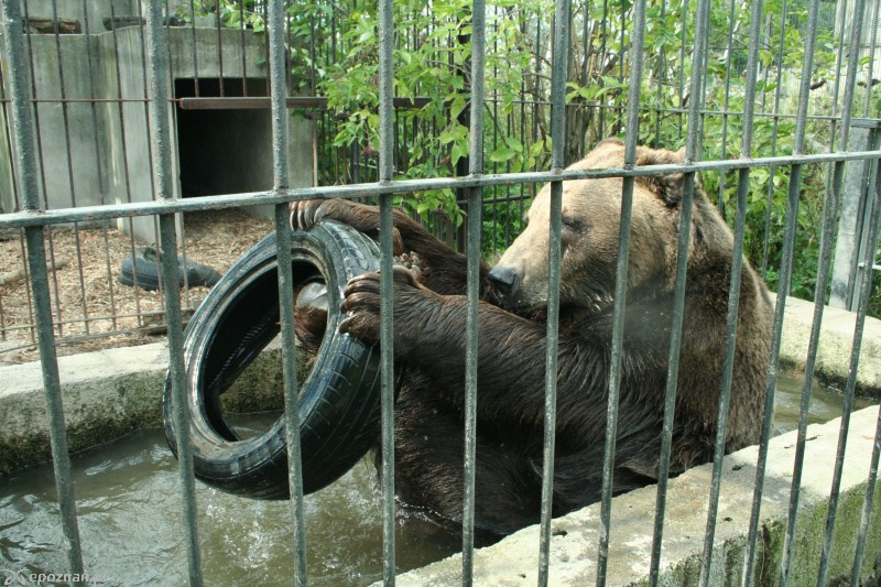 Tak obecnie wyglądają niedźwiedzie, które trafią do Poznania | fot. Maja Szymańska-Łukszo / Nowe ZOO