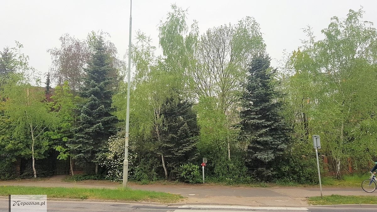 fot. Wycinka drzew na ulicy Kurlandzkiej / FB