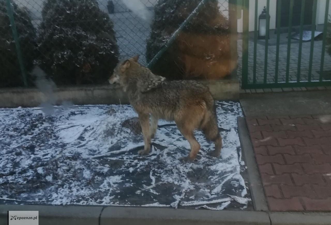 Wilk w Komornikach | fot. Snow