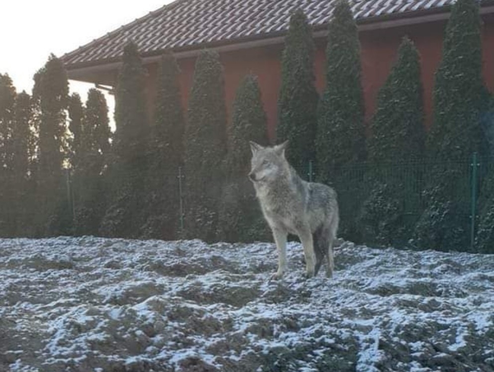 Złapany wilk widziany w Wirach | fot. Nasze Wiry / FB / Katarzyna