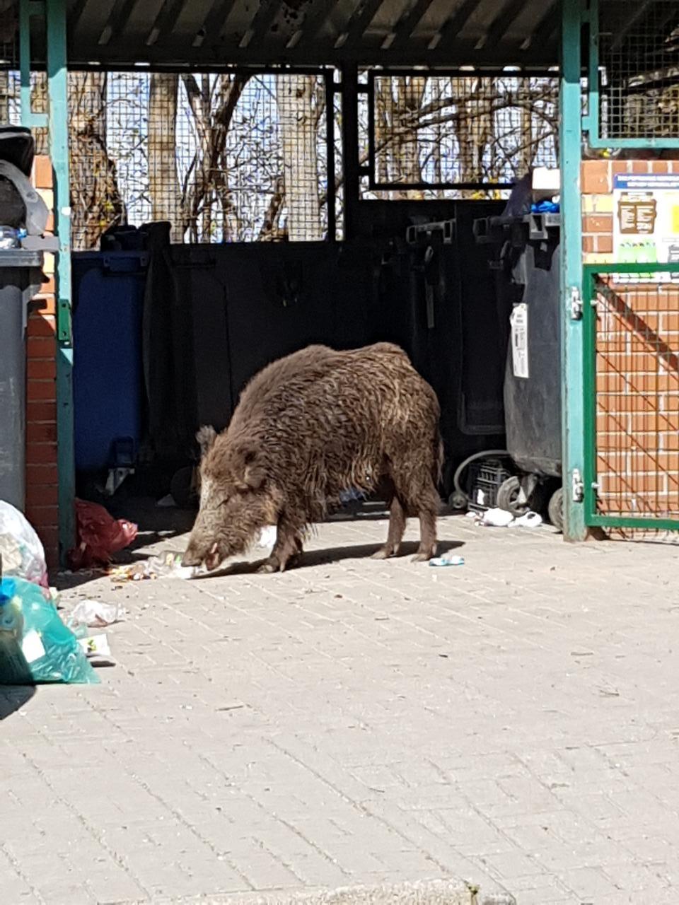 Wyjaśnij Dlaczego Obecnie Coraz Więcej Dzikich Zwierząt Przybywa Do Miast Coraz więcej dzików w mieście. CZK apeluje, by nie dokarmiać zwierząt