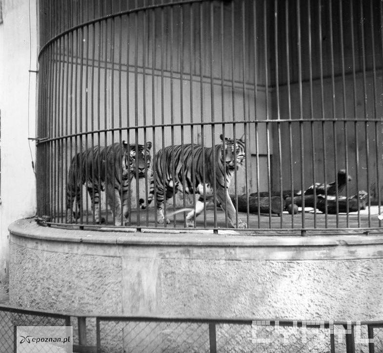kolekcja ZOO / CYRYL | fot. Tygrysy w Starym ZOO w 1970 roku